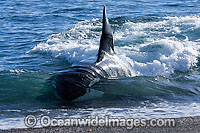 Orca, or Killer Whale (Orcinus orca) - approaching shore to attack a South American Sea Lion (Otaria flavescens). Photo taken at Punta Norte, Peninsula Valdes, Argentina. Orca's are listed as Lower Risk on the IUCN Red List. Sequence 11.