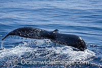 Humpback Whale (Megaptera novaeangliae) - tail fluke on the surface. Found throughout the world's oceans in both tropical and polar areas, depending on the season. Classified as Vulnerable on the IUCN Red List.