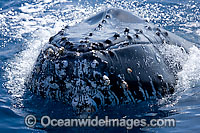 Humpback Whale (Megaptera novaeangliae) - spy hopping on surface showing tubercles on head area. Found throughout the world's oceans in both tropical and polar areas, depending on the season. Classified as Vulnerable on the IUCN Red List.