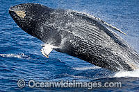 Humpback Whale (Megaptera novaeangliae) - breaching on surface. Found throughout the world's oceans in both tropical and polar areas, depending on the season. Classified as Vulnerable on the IUCN Red List.