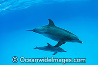 Bottlenose Dolphin (Tursiops truncatus) - pair. Cocos (Keeling) Islands, Australia. Found in tropical and sub-tropical oceans throughout the world.