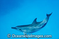 Bottlenose Dolphin (Tursiops truncatus). Cocos (Keeling) Islands, Australia. Found in tropical and sub-tropical oceans throughout the world.