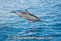 Bottlenose Dolphin (Tursiops truncatus) - leaping out of the water in the wild. Cocos (Keeling) Islands, Australia. Found in tropical and sub-tropical oceans throughout the world.
