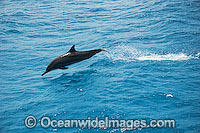 Spinner Dolphin (Stenella longirostris) - leaping out of the water in the wild. Cocos (Keeling) Islands, Australia. Found in tropical and sub-tropical oceans throughout the world.