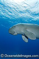 Dugong (Dugong dugon). Cocos (Keeling) Islands, Australia. Dugongs can be found in warm coastal waters from East Africa to Australia. Also known as Sea Cow. Classified Vulnerable on the IUCN Red List. Now a Protected species.