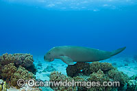 Dugong (Dugong dugon) - with damaged tail fluke. Cocos (Keeling) Islands, Australia. Dugongs can be found in warm coastal waters from East Africa to Australia. Also known as Sea Cow. Classified Vulnerable on the IUCN Red List. Now a Protected species.