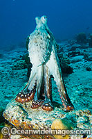 Reef Octopus, (Octopus cyanea) - posed in an unusual position on reef. Cocos (Keeling) Islands. Found on reefs in tropical Indo-West Pacific, from Hawaii to east Africa