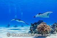 Divers observing Reef Manta Ray (Manta alfredi). Also known as Devilfish and Devilray. Found throughout the Indo-Pacific in tropical and subtropical waters, but also recorded in the tropical east Atlantic. Photo taken at Cocos (Keeling) Islands, Australia