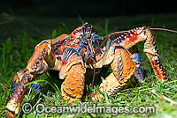 Robber Crab (Birgus latro). Also known as Coconut Crab. Christmas Island, situated in the Indian Ocean, Australia