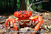 Christmas Island Red Crab (Gecarcoidea natalis) - in rain forest. A species of terrestrial crab endemic to Cristmas Island, situated in the Indian Ocean, Australia. It is estimated that as many as 120 million crabs live on the island.