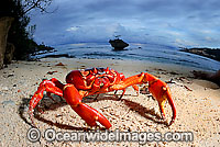 Christmas Island Red Crab (Gecarcoidea natalis) - on beach. A species of terrestrial crab endemic to Cristmas Island, situated in the Indian Ocean, Australia. It is estimated that as many as 120 million crabs live on the island.