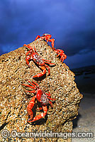 Christmas Island Red Crabs (Gecarcoidea natalis) - on beach rock. A species of terrestrial crab endemic to Cristmas Island, situated in the Indian Ocean, Australia. It is estimated that as many as 120 million crabs live on the island.