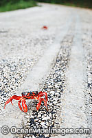 Christmas Island Red Crab (Gecarcoidea natalis) - crossing a road. A species of terrestrial crab endemic to Cristmas Island, situated in the Indian Ocean, Australia. It is estimated that as many as 120 million crabs live on the island.