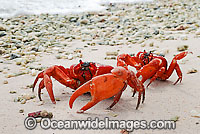 Christmas Island Red Crabs (Gecarcoidea natalis) - on beach. A species of terrestrial crab endemic to Cristmas Island, situated in the Indian Ocean, Australia. It is estimated that as many as 120 million crabs live on the island.