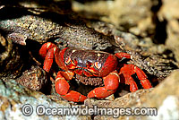 Christmas Island Red Crab (Gecarcoidea natalis) - female crab with eggs. A species of terrestrial crab endemic to Cristmas Island, situated in the Indian Ocean, Australia. It is estimated that as many as 120 million crabs live on the island.