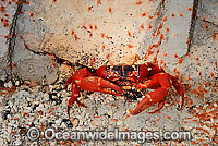 Christmas Island Red Crab (Gecarcoidea natalis) - larvae migrating past adults into forest. A species of terrestrial crab endemic to Cristmas Island, situated in the Indian Ocean, Australia. It is estimated that 120 million crabs live on the island.