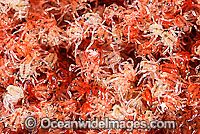 Christmas Island Red Crab Gecarcoidea natalis) - larvae. Masses of crab larvae on shoreline after exiting water. A species of terrestrial crab endemic to Cristmas Island, situated in the Indian Ocean, Australia. Estimated 120 million live on the island.