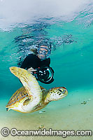 Underwater photographer observing a Green Sea Turtle (Chelonia mydas). Lord Howe Island, New South Wales, Australia
