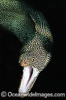 White Mouth Moray (Gymnothorax meleagris). Also known as Undulated Moray Eel. Lord Howe Island, New South Wales, Australia