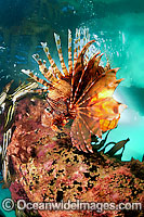 Common Lionfish (Pterois volitans). Also known as Firefish. Lord Howe Island, New South Wales, Australia