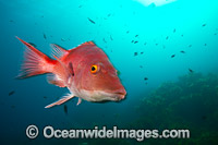 Red Pigfish (Bodianus unimaculatus). Poor Knights Islands Marine Reserve, situated off the east coast of North Island, New Zealand, Pacific Ocean.