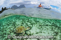 Kayaker observing a Green Sea Turtle (Chelonia mydas). Lord Howe Island, New South Wales, Australia