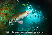 Grey Nurse Shark (Carcharias taurus). Also known as Sand Tiger Shark and Spotted Ragged-tooth Shark. Fish Rock, South West Rocks, New South Wales, Australia. Classified Vulnerable on the IUCN Red List. Protected species in Australia.