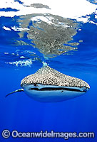 Whale Shark (Rhincodon typus). Found throughout the world in all tropical and warm-temperate seas. Christmas Island, situated in the Indian Ocean, Australia
