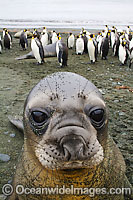 Southern Elephant Seal (Mirounga leonina) - pup. Found throughout the southern oceans, breeding mainly at South Georgia, Macquarie Island, and Kerguelen Island. Photo taken on Macquarie Island, Australian Sub-Antarctic