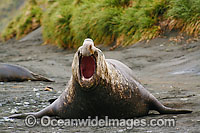 Southern Elephant Seal (Mirounga leonina). Found throughout the southern oceans, breeding mainly at South Georgia, Macquarie Island, and Kerguelen Island. Photo taken on Macquarie Island, Australian Sub-Antarctic