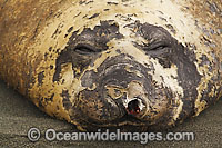 Southern Elephant Seal (Mirounga leonina) with damaged nostral caused by fighting. Found throughout the southern oceans, breeding mainly at South Georgia, Macquarie Island, and Kerguelen Island. Photo taken on Macquarie Island, Australian Sub-Antarctic