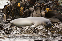 Southern Elephant Seal (Mirounga leonina) - resting on a bed of bull kelp. Found throughout the southern oceans, breeding mainly at South Georgia, Macquarie Island, and Kerguelen Island. Photo taken on Macquarie Island, Australian Sub-Antarctic