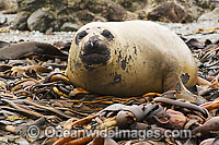 Southern Elephant Seal (Mirounga leonina) - resting on a bed of bull kelp. Found throughout the southern oceans, breeding mainly at South Georgia, Macquarie Island, and Kerguelen Island. Photo taken on Macquarie Island, Australian Sub-Antarctic
