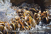 Bull Kelp (Durvillaea potatorum). A dominant plant that grows at the low-tide level around the exposed coastline of Victoria and Tasmania, Australia.