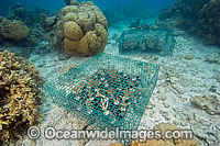 Coral aquaculture. Corals (Acropora sp.), being propagated on a reef in Palau, Micronesia.