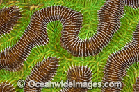 Brain Coral (Colpophyllia sp.), showing close detail. Photo taken off Bonaire, Netherland Antilles, Caribbean.