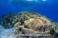 Lettuce Coral (Turbinaria sp.). Photo was taken at the Fijian Islands.