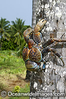 Coconut Crab (Birgus latro), on the trunk of a coconut palm. This crab is sought after and eaten by islanders of the Pacific region. Photo taken at Atutaki, The Cook Islands.