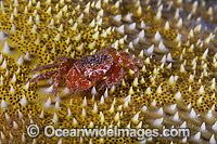 Crab (Unknown species), on a Pin Cushion Sea Star (Culcita novaguineae). Photo taken off Hawaii, Pacific Ocean.
