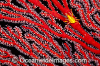 Gorgonian Crab (Xenocarcinus depressus), on a gorgonian coral. Found throughout the Indo Pacific, including the Great Barrier Reef, Australia. Photo taken at the Fijian Islands.