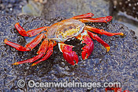 Sally Lightfoot Crab (Graspus graspus), searching for algae in the intertidal zone. Santa Cruz Island, Galapagos, Equador.