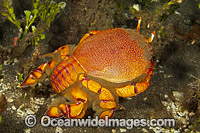 Spanner Crab (Ranina ranina). Also known as Kona Crab. Commercialy harvested. Photo taken in off Maui, Hawaii, Pacific Ocean, USA.