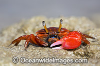 Fiddler Crab (Uca sp.). Photo was taken on the island of Yap, Micronesia.
