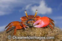 Fiddler Crab (Uca sp.). Photo was taken on the island of Yap, Micronesia.
