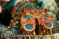 Regal Slipper Lobster (Arctides regalis). Also known as Shovel-nosed Lobster. Photo taken at Hawaii, USA