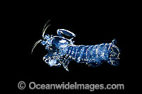 Laval Mantis Shrimp (Stomatopoda sp.), drifting in open ocean water at night.