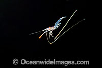 Larval Shrimp photographed at night in the open ocean several miles off shore, off Hawaii, Pacific Ocean.