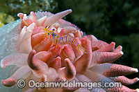 Clown or Candy-stripe Shrimp (Lebbius grandimanus), on a Crimson Sea Anemone (Cribrinopsis fernaldi). Photo taken off British Columbia. Canada. Eggs are visible in the transparent tips of the anemone.