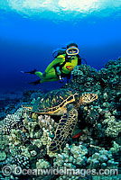 Scuba diver (MR) observing a resting Green Sea Turtle (Chelonia mydas). Hawaii, Pacific Ocean, USA