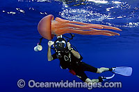Underwater photographer photographing a Pelagic Jellyfish (Thysanostoma sp.). Photo taken in Hawaii, Pacific Ocean, USA